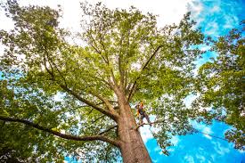 Best Firewood Processing and Delivery  in Atco, NJ