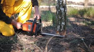 Best Root Management and Removal  in Atco, NJ
