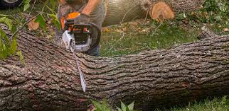 Best Storm Damage Tree Cleanup  in Atco, NJ