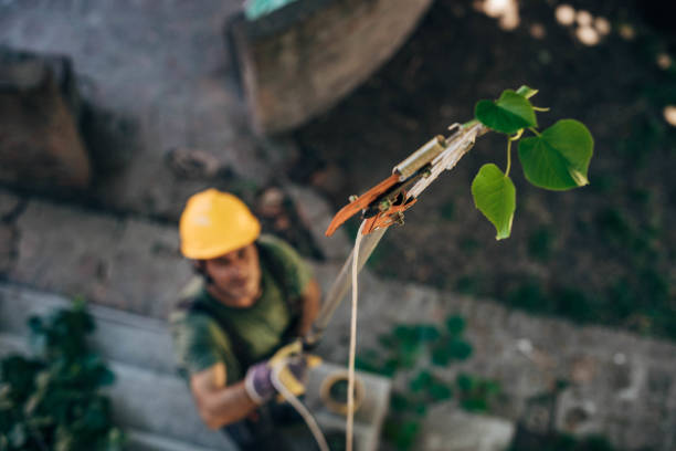 Best Arborist Consultation Services  in Atco, NJ