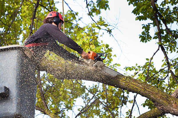 Trusted Atco, NJ Tree Removal Experts