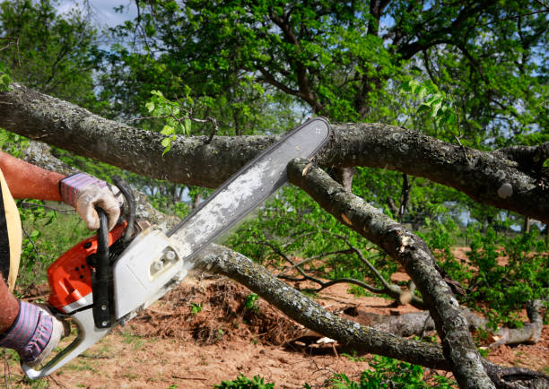How Our Tree Care Process Works  in  Atco, NJ
