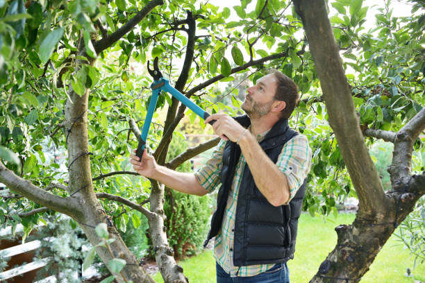 Best Tree Maintenance Programs  in Atco, NJ
